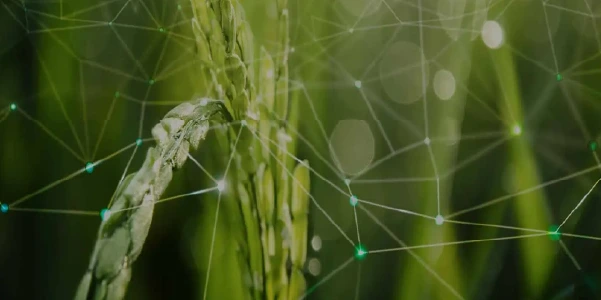 Seeds - Navigating Through Challenges