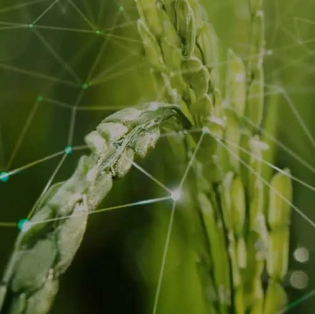 Agricultural Inoculants – Holy Grail of Farmers