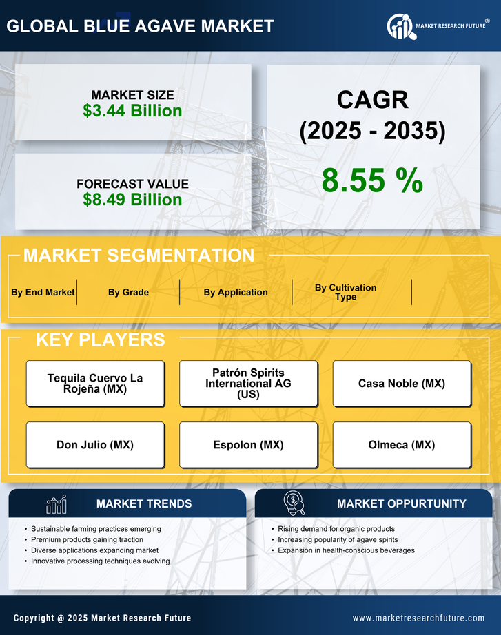 Blue Agave Market — Global Forecast till 2035 Infographic