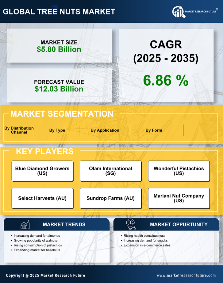 China Tree Nuts Market Research Report - Forecast Till 2035 Infographic