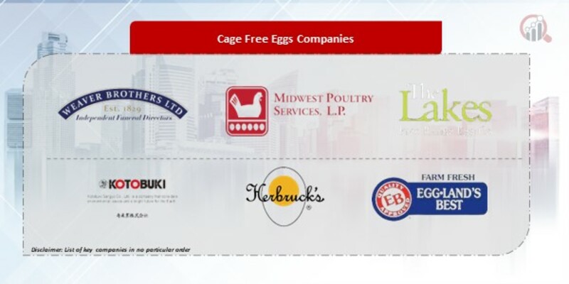 Cage Free Eggs Company