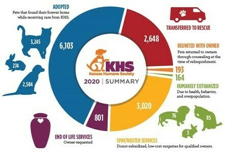 Pet Adoption by Pet Type in 2020