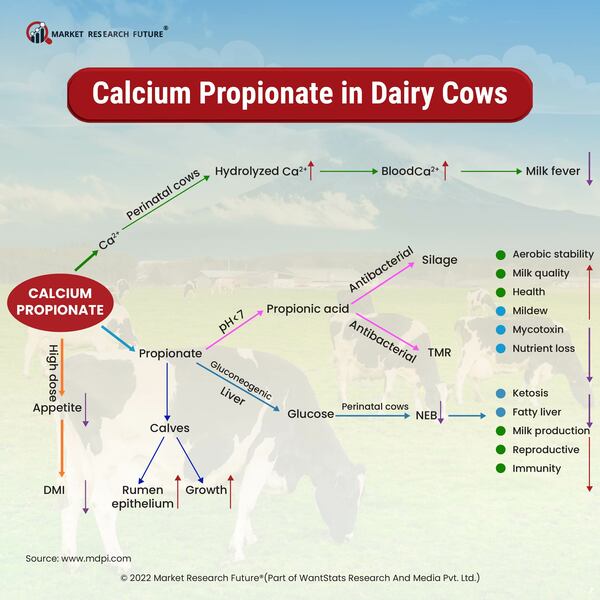 Ongoing R&D on the Application of Calcium Propionate as a Dietary Supplement for Dairy Cows