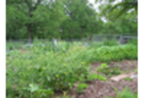 Non GMO Flour Market key player