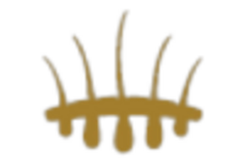 Italy Hair Transplant Market key player