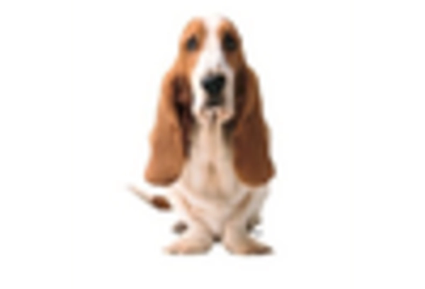 Italy Formal Shoes Market key player